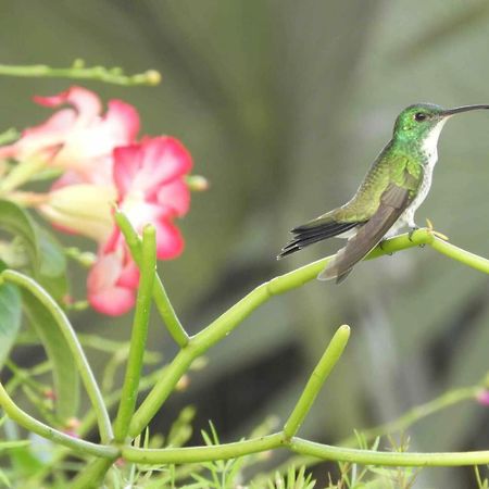 São Luís Casarao Da Fonte 아파트 외부 사진