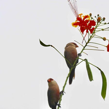 São Luís Casarao Da Fonte 아파트 외부 사진